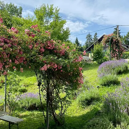 Montana * Fužine
